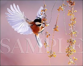 Bird Photograph 8X10 New Fine Art Color Print Picture Photo Nature Birds... - £6.34 GBP