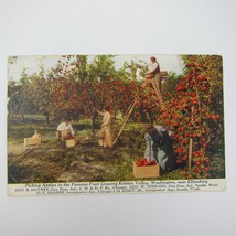 Postcard Kittitas Valley Washington Near Ellensburg Apple Picking Antique 1915 - $9.99