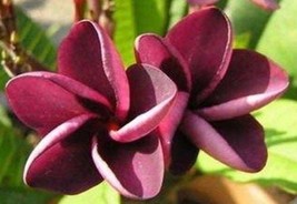 Plumeria Mai Tai scented Frangipani burgundy or almost black flowers fra... - £6.44 GBP