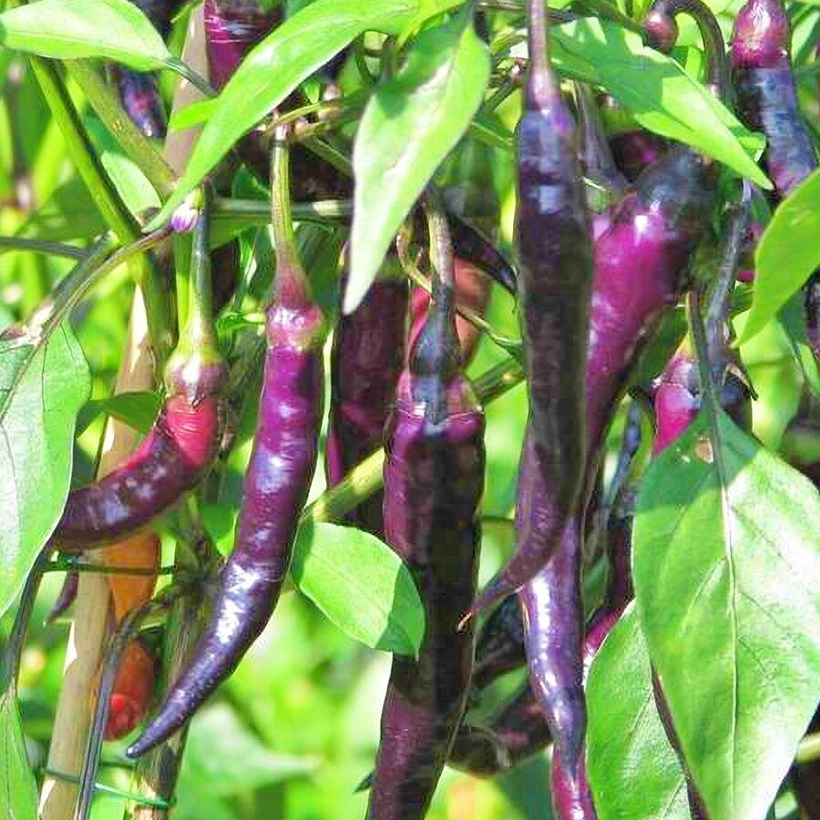 Purple Cayenne Chili Hot Pepper Fresh Gardening - $15.12