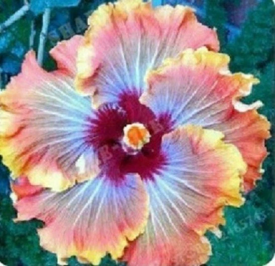 25+ Seeds Blue Orange Hibiscus Flower Seeds Plants Garden Planting - $6.94