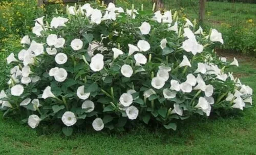 Datura Moonflower 10 Seeds Large White Trumpets Fragrant Sunset Bloomer Garden - £8.77 GBP