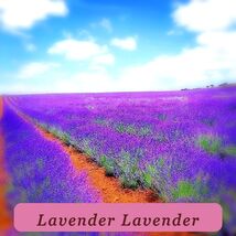 Organic Heirloom 200+ Lavender Vera Seeds Autumn Mosquito Insect Repellent - $3.82