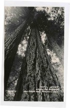 Looking Upward Among the Redwoods Muir Woods National Monument California RPPC - £9.27 GBP