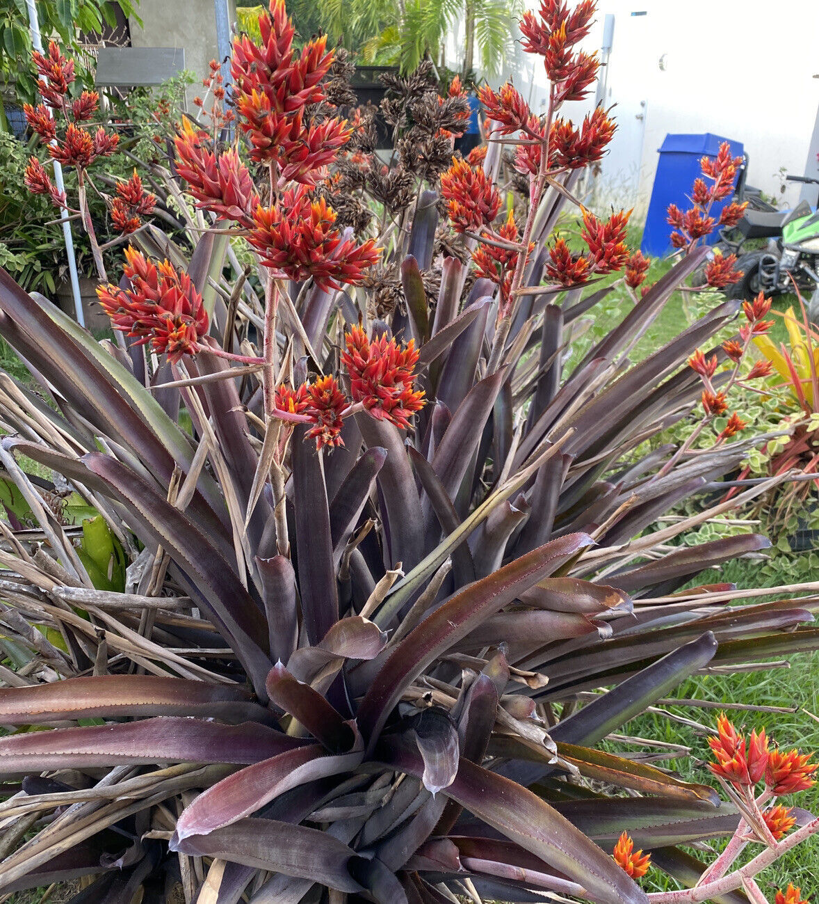 Pup Sale Exotic Bromeliad pup Aechmea Red Yellow Flower, full-sun lover! - £27.99 GBP