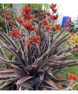 Pup Sale Exotic Bromeliad pup Aechmea Red Yellow Flower, full-sun lover! - £27.92 GBP