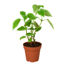 Pilea Moon Valley Plant, 4" Pot, Low Maintenance, Air Purifying - $603.15 MXN