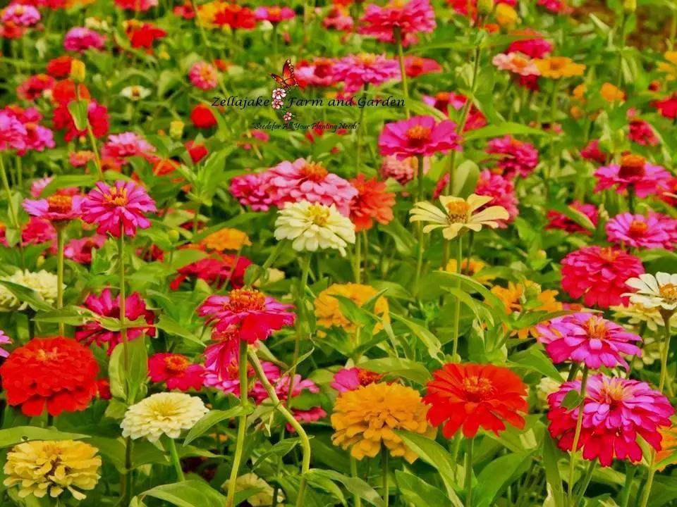 TKBONStore 100 Seeds Zinnia Pumila Mix Flower - $9.45