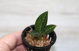 LUDISIA DISCOLOR &quot;GREEN&quot; SMALL JEWEL ORCHID POTTED - $27.00
