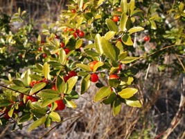 Ilex Vomitoria Yaupon Holly Tree Fresh Seeds - £14.93 GBP