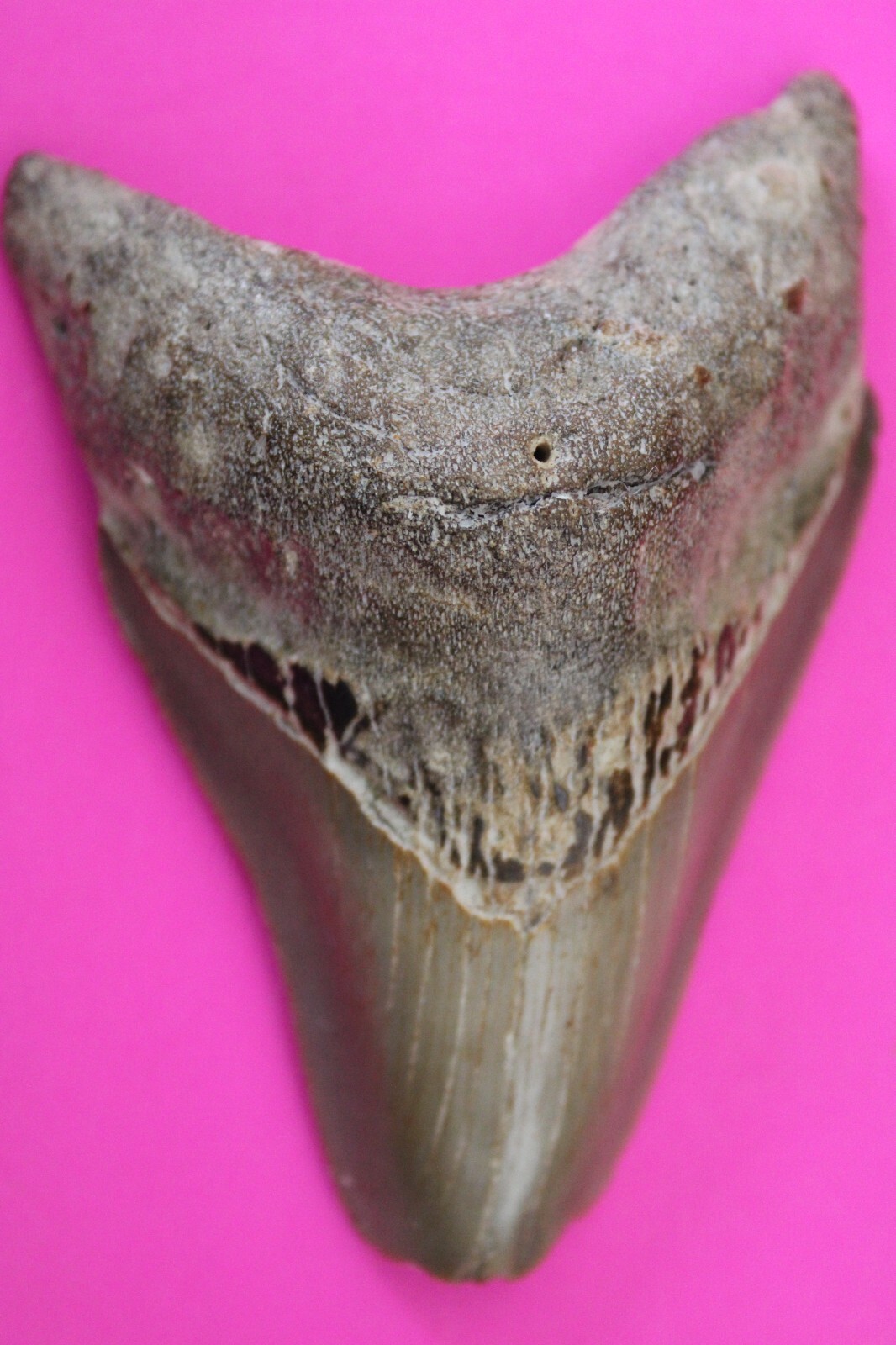 Authentic Megadolon Shark Tooth 3.55 Inches 90 Grams Fossil Dino Girl CO... - $106.99