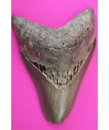 Authentic Megadolon Shark Tooth 3.55 Inches 90 Grams Fossil Dino Girl CO... - $106.99