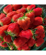 5 Bags 200 Seeds Of Akihime Series Red Strawberry USA SELLER Garden - $13.98