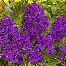 FG Nuevo 30 Seeds Aromático Violeta Phlox Semillas De Flor/Pantalla Flores Peren - £11.26 GBP