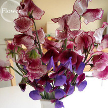 Dark Red Purple Sweet Pea Spencer 8 Seeds Bonsai Lisa Marie Cut Flowers ... - £9.49 GBP