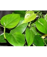 Heart Leaf Philodendron Starter Plant - £4.15 GBP
