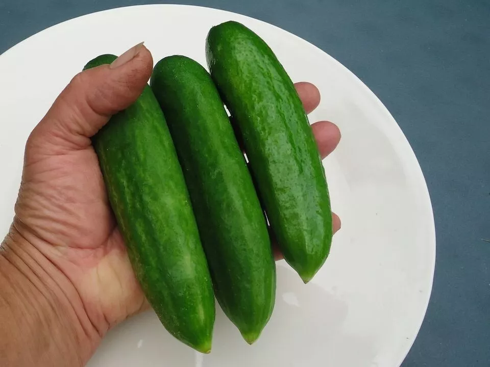 25 Seeds Michigan Cucumbers Fresh Crop Vegetable Garden - £7.85 GBP