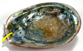 Abalone Seashell Large Natural Rainbow Mother Of Pearl Shell Blue Green ... - $17.77