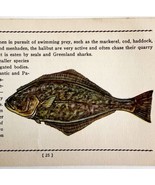 Halibut 1939 Salt Water Fish Gordon Ertz Color Plate Print Antique PCBG19 - $570.01 MXN
