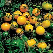 Compact Brilliance: &#39;Yellow Saint&#39; Cherry Tomatoes, 5 Bags (200 Seeds / Bag) D - $20.35