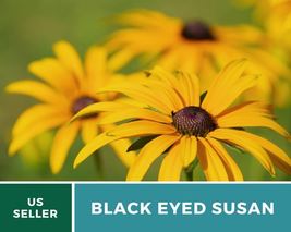 100 Black Eyed Susan Seeds Rudbeckia hirta Heirloom Flower Bright Yellow Blooms - £12.55 GBP