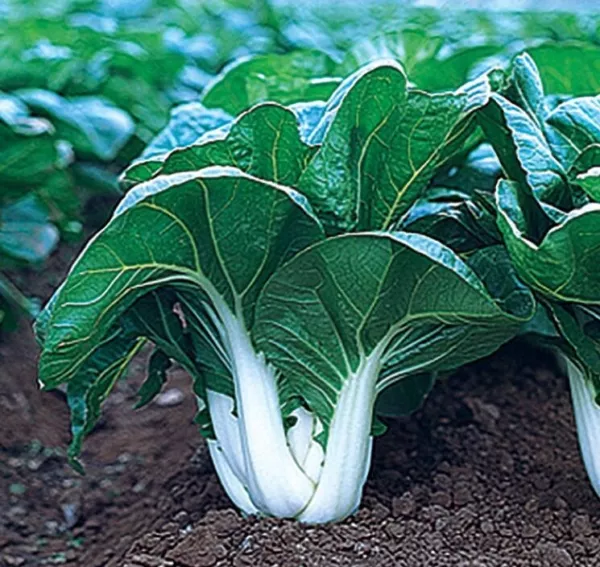 1000 Cabbage Seeds Chinese White Stem Pak Choi Bok Choy Heirloom Fresh Seeds - £6.14 GBP