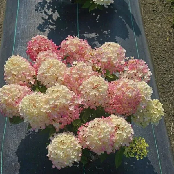Fire Light Tidbit Hydrangea Starter Plant Blooms From Snow White To Mauv... - $53.98