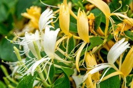 10 SEEDS HONEYSUCKLE QUICK SETUP HEIRLOOM SEEDS IMMEDIATE IMPACT - £6.38 GBP