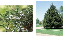 Live Plant Eastern Red Cedar Juniperus Virginiana - Established Roots - 3 Plants - £60.58 GBP