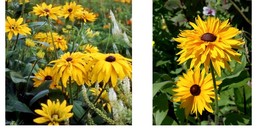 600 Seeds Black Eyed Susan Double Golden Gloriosa Rudbeckia Seeds - £21.57 GBP