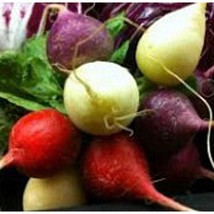 Gourmet Blend Radishes Seeds Gardening Easy Grow USA SHIPPING - £4.57 GBP