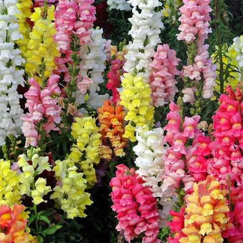 AW 200 Seeds Magic Carpet Mix Snapdragon Organic Non Gmo Herb Easy To Grow - $9.69