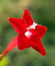FREE SHIPPING Ipomoea quamoclit Cypress Vine Cardinal Creeper Star Glory 20 Seed - £14.37 GBP