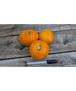 Golden Jubilee Tomato Seeds – Heirloom, Mild 6oz Fruit, Indeterminate, 7... - $67.80 MXN+