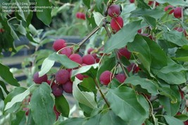 LIVE PLANT Siberian Crabapple Tree seedling True Shrub form wildlife hardy  - £39.16 GBP