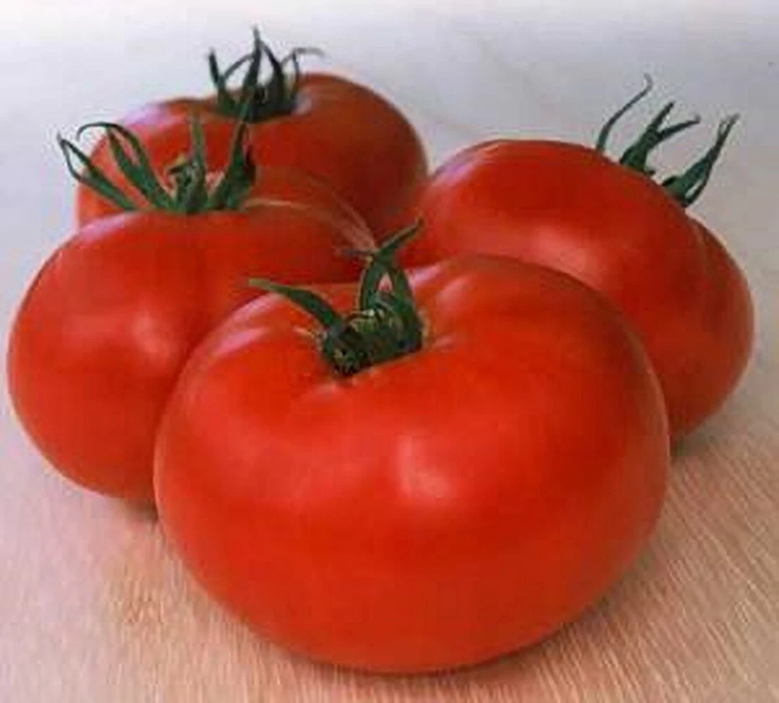 50 Seeds Early First Prize Tomato Juicy Tomatoe Vegetable Garden Edible ... - $5.18