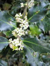 40 Pc Seeds English Holly Plant, European Holly Seeds for Planting | RK - £13.31 GBP