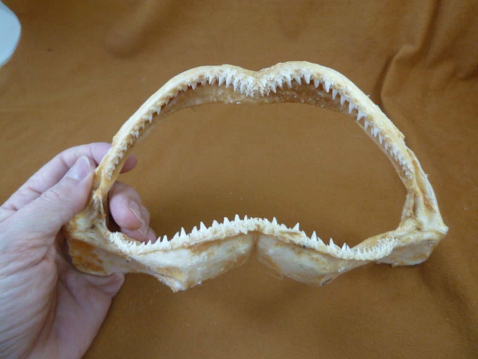 sj480-30-4) 8&quot; White Tip Reef SHARK jaw love sharks jaws t**th Triaenodo... - £25.89 GBP