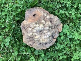 15 Lb + Indiana Geode  Crystals , minerals,fossil   Intact Jewelry Lapidary - £81.07 GBP