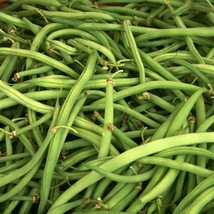 LimaJa Kentucky Wonder Green Bush Bean Seeds, 50 Ct Vegetable Garden Heirloom NO - £6.27 GBP