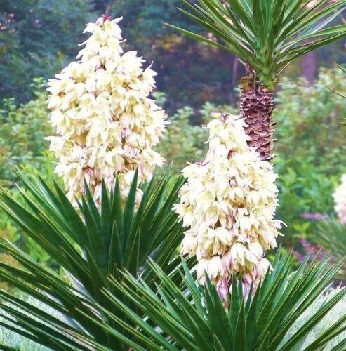 Fresh Chaparral Yucca Hesperoyucca Whiplei Our Lord&#39;S Candle 30 Seeds Usa Garden - £13.35 GBP