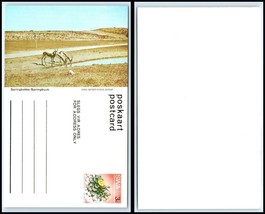 South West Africa (Swa) Postcard - Springbuck E12 - £2.36 GBP