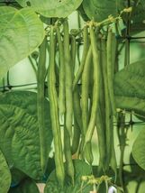 Fresh 25 Kentucky Wonder Pole Bean Seeds  - $3.31