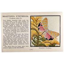 Beautiful Utetheisa Moth 1934 Butterflies Of America Antique Insect Art ... - $28.01 CAD
