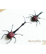 Real Long Neck Weevil Beetles Trachelophorus Giraffa Framed Entomology S... - $1,824.23 MXN