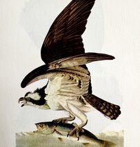 Fish Hawk Bird Lithograph 1950 Audubon Antique Art Print DWP6C - $13.50
