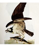 Fish Hawk Bird Lithograph 1950 Audubon Antique Art Print DWP6C - $18.92 CAD