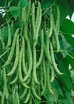 15+ Seeds Kentucky Wonder Pole Bean Chinese Four Seasons Pole Green Bean - £10.93 GBP