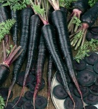 200 Black Nebula Carrot Heirloom Seeds Non-GMO, growing in USA  Free Shipping  - £2.74 GBP