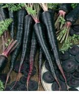 200 Black Nebula Carrot Heirloom Seeds Non-GMO, growing in USA  Free Shi... - $3.49